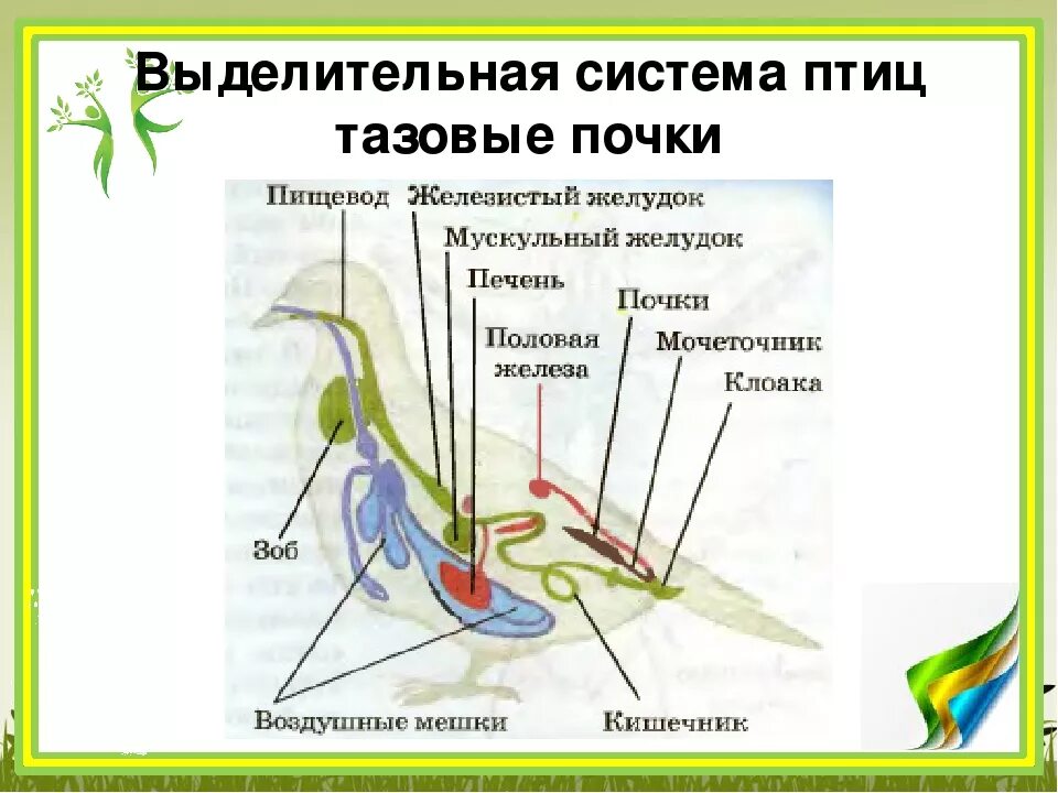 Выделительные органы у птиц