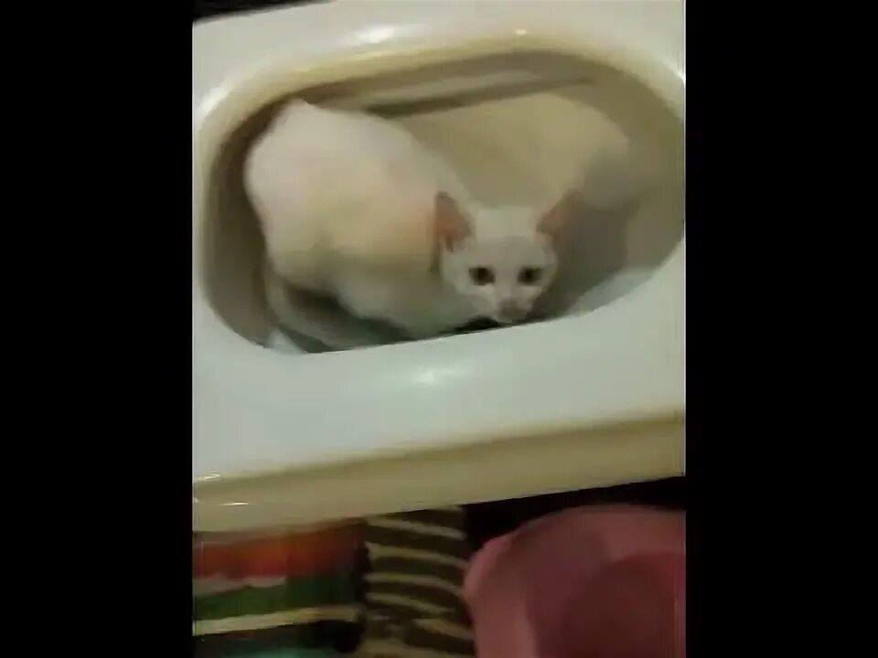 Кот в унитазе видео. Смешной кот на унитазе.