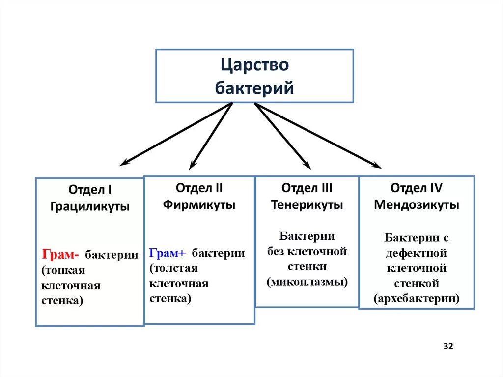 Схема классификация бактерий микробиология. Систематика царство бактерии схема. Царство бактерии классификация схема. Систематика бактерий таблица. Примеры бактерий биология