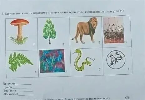 Определите какие иллюстрации относятся к