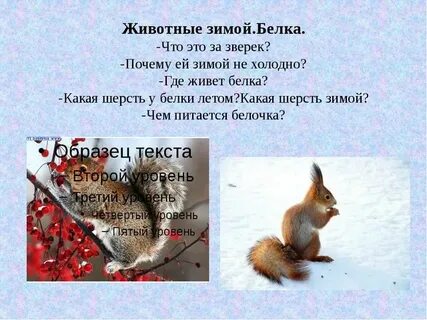 Белка какая характеристика