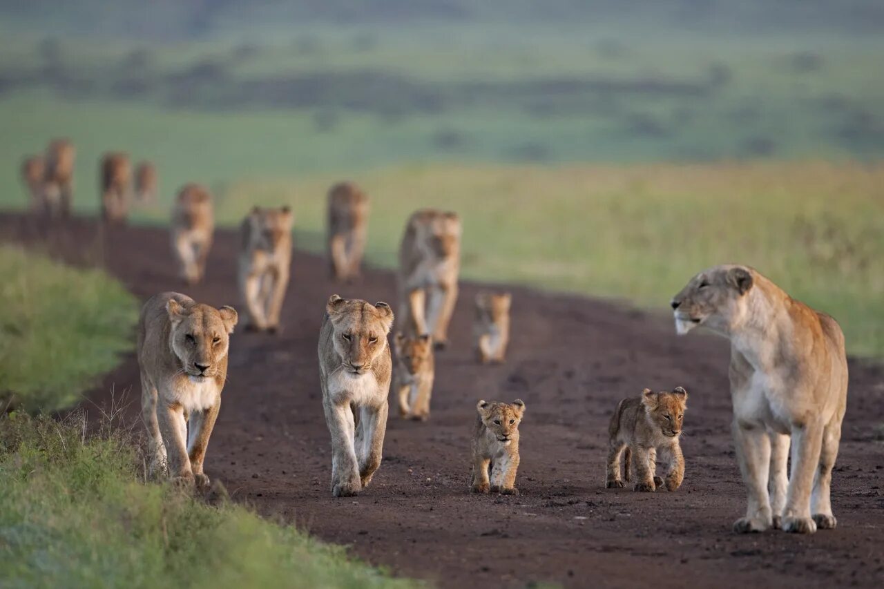 Wildlife in danger. Львиный Прайд. Численность львиных прайдов. Популяция это. Экология животных.