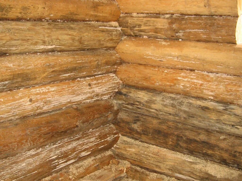 Грибок на вагонке. Плесень на вагонке. Смола в парилке. Плесень на деревянной стене. Плесень в предбаннике.