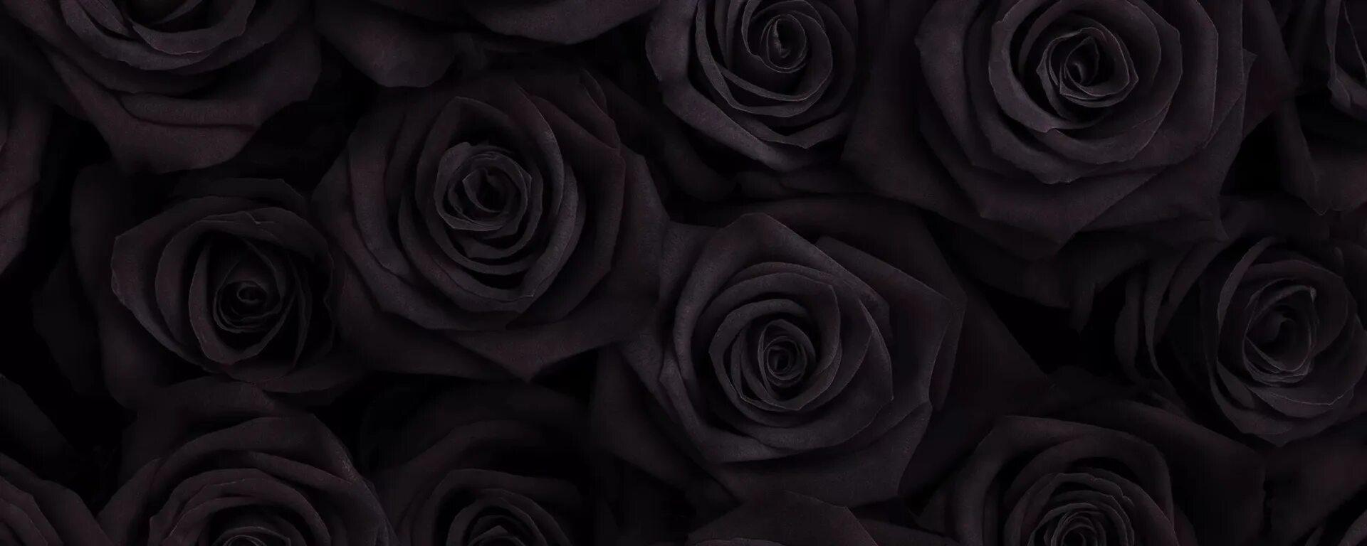 Фото черных цветов на черном фоне 720x1280 Dark Gazania lenovo phones Wallpaper HD Mobile
