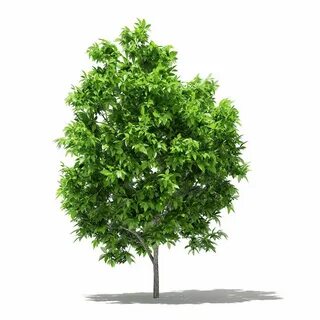 Trees мод