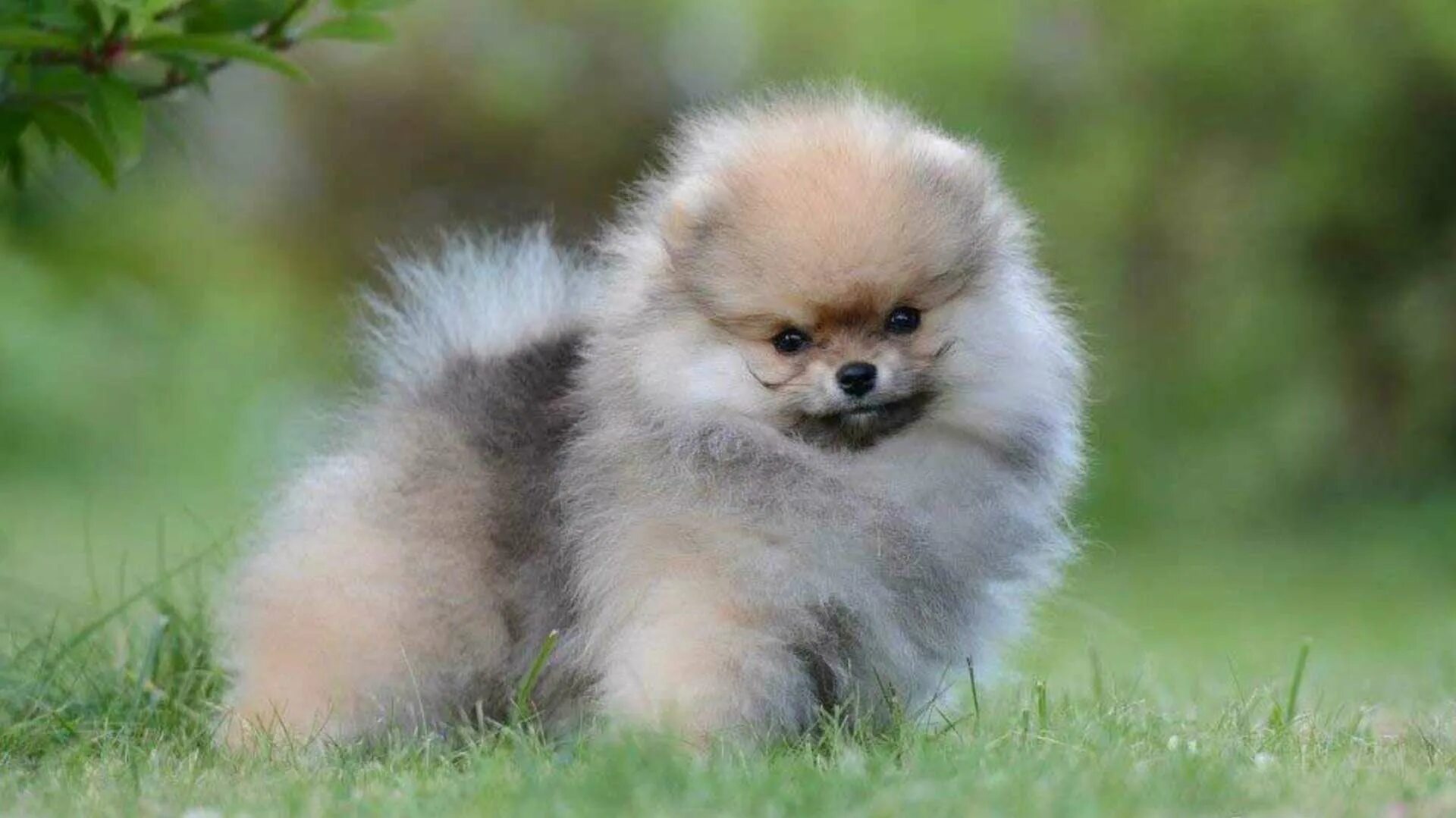 питомник мини шпицев. карликовый померанский шпиц мишка. шпиц померанский карликовый. мини шпиц медвежьего типа. питомник мини шпицев.