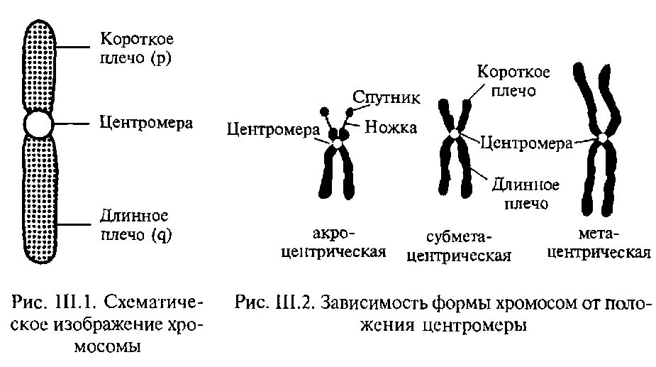 Формирование двухроматидных хромосом. Хроматида это центромера это строение хромосомы. схема строения субметацентрической хромосомы. строение хромосомы рисунок. структура и функции хромосом схема.
