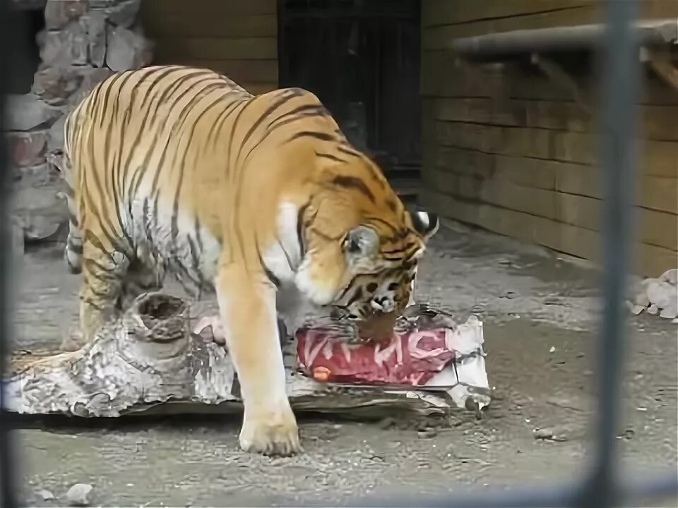 Тигр объелся вверх ларами. Тигр съедает в день. Амурский тигр ест мясо. Лев ест торт. Сколько лев съедает мяса в день.