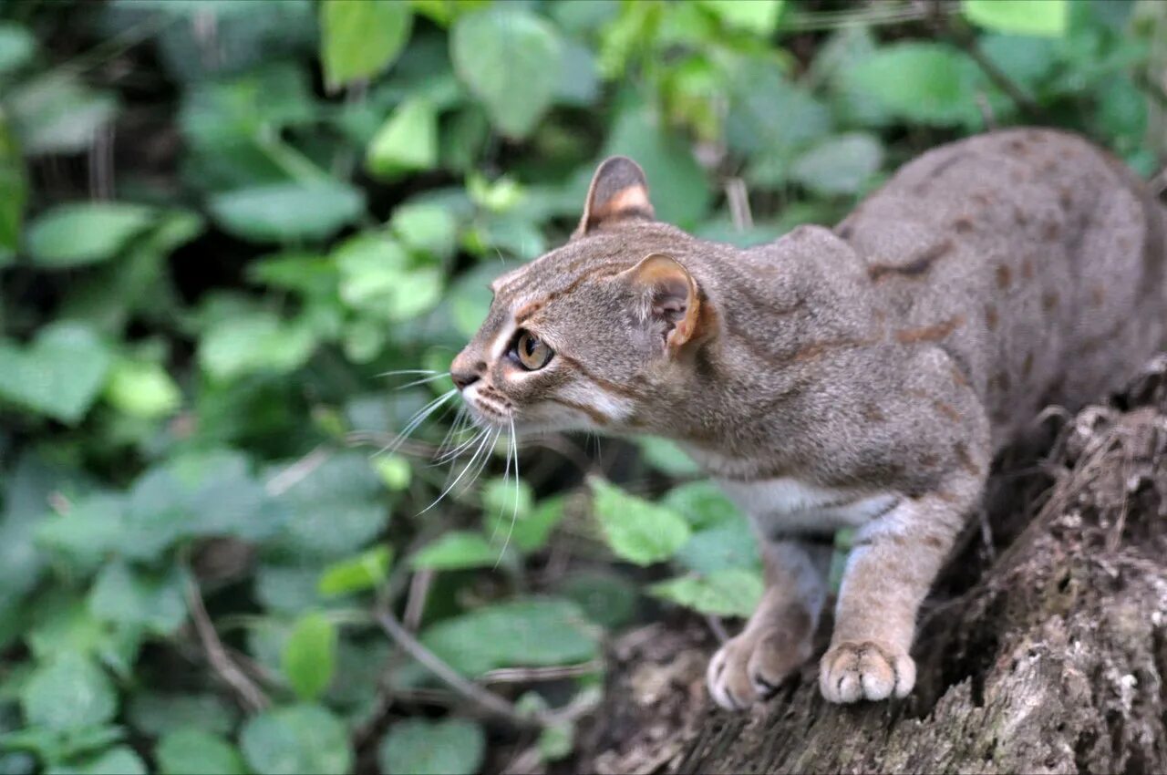 Рыжая пятнистая кошка prionailurus rubiginosus. Ржавая кошка. Самый мелкий дикий. Prionailurus rubiginosus. Rusty spotted cat котята.