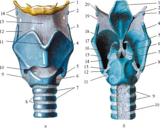 Хрящевое строение гортани. Черпаловидный хрящ гортани анатомия. Гортань строение анатомия хрящи. Хрящи связки и суставы гортани. Гортань строение хрящи гортани.