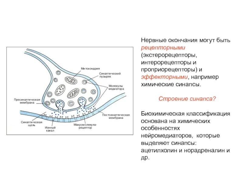 Синапс виды. Синапс пресинаптическая мембрана. строение нервной ткани синапс. эффекторные нервные окончания гистология. эффекторные нервные окончания строение.