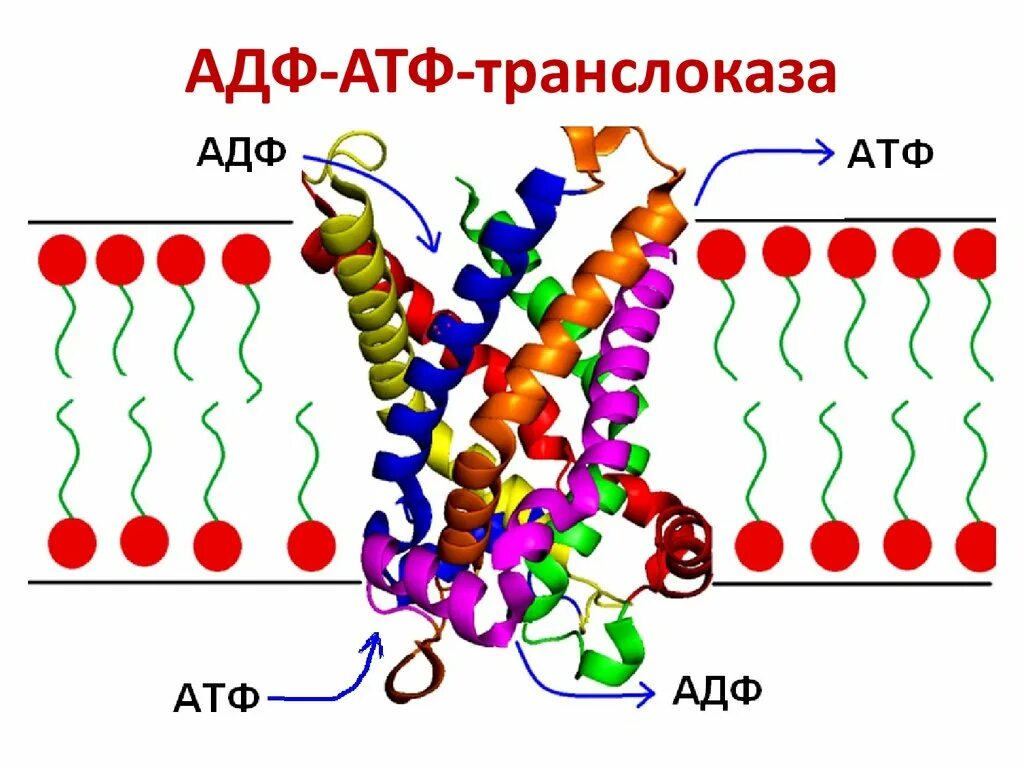 Трансляция атф. АТФ транслоказа. АТФ-АДФ-транслоказой. Транслоказы биохимия. Транслоказа фермент.