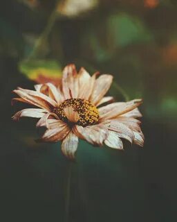 Flowers fade