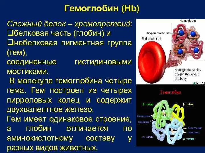 Структура гемоглобина. Структура и функции гемоглобина. Строение молекулы гемоглобина. Строение гема гемоглобина.