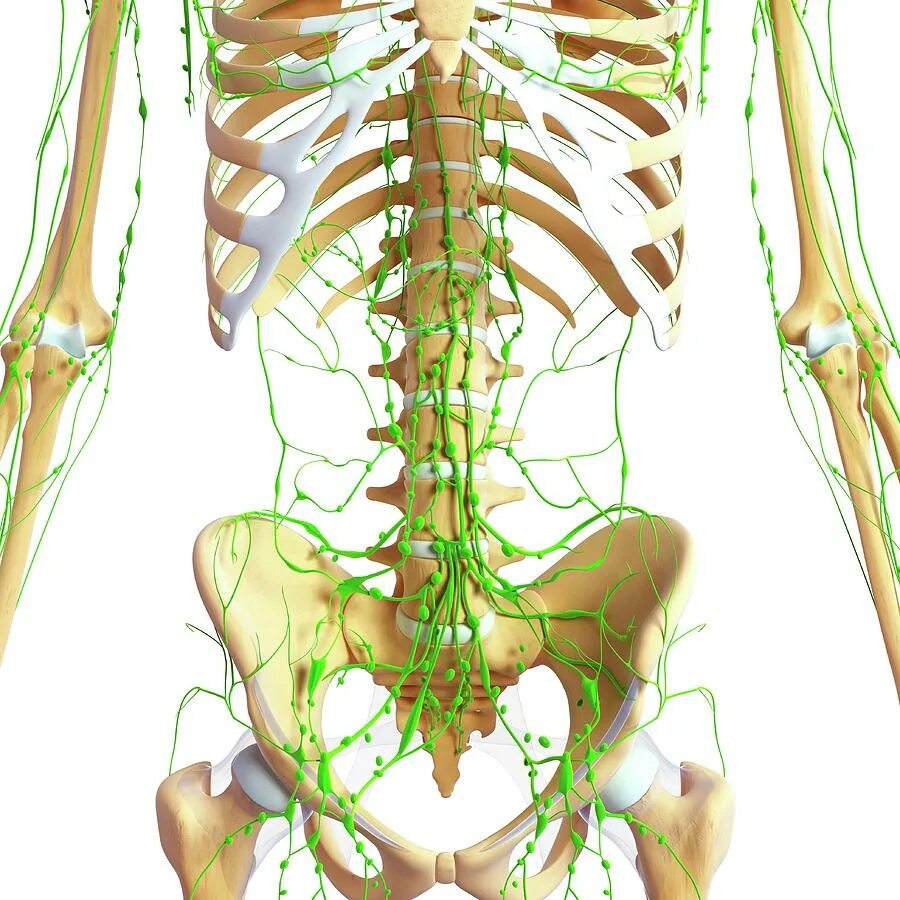 Лимфатическая система спины. Лимфатическая система скелет. Лимфа анатомия 3 д. Лимфоузлы на скелете. Лимфоузлы на пояснице