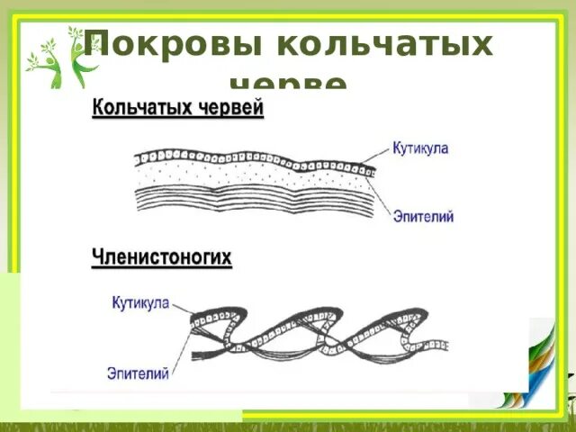 Кольчатые черви нереида. Тип кольчатые черви строение рисунок. Покров тела кольчатых червей. Общая характеристика первичнополостных червей. Ленточные черви покровы тела.