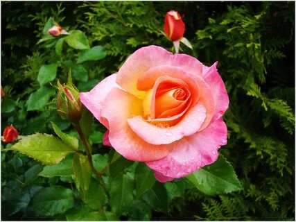 Answer rose