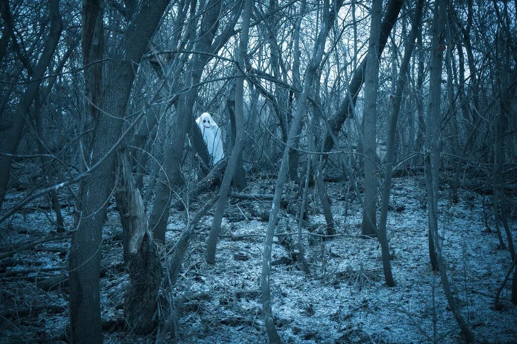 страшный туманный лес. жуткий лес. туманный лес слизерин. ес самоубийц аокигахара. лесу самоубийц окигахара.