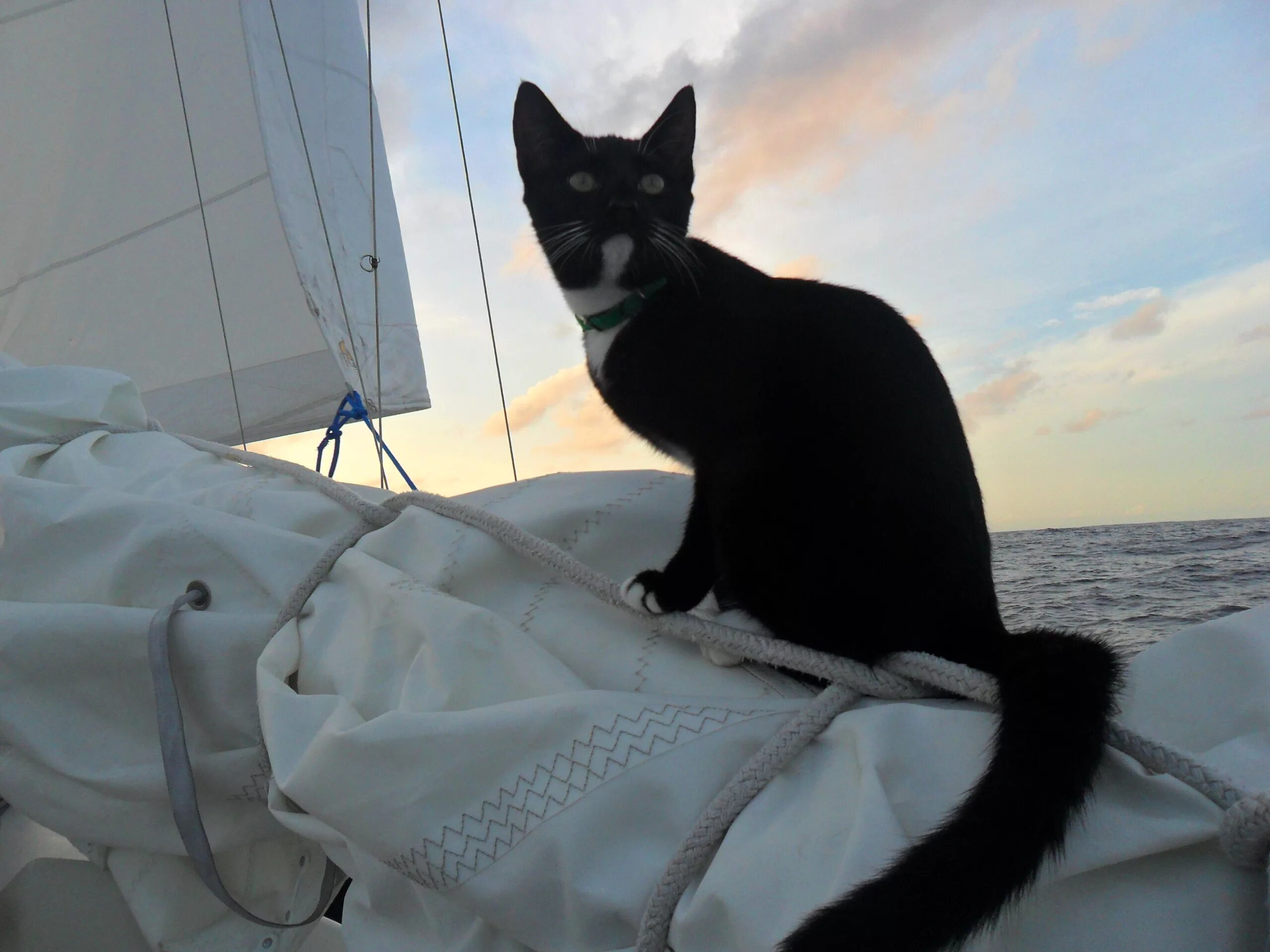 Корабельный кот. Непотопляемый Сэм кот. Непотопляемый парусник. Корабельная порода кошек.