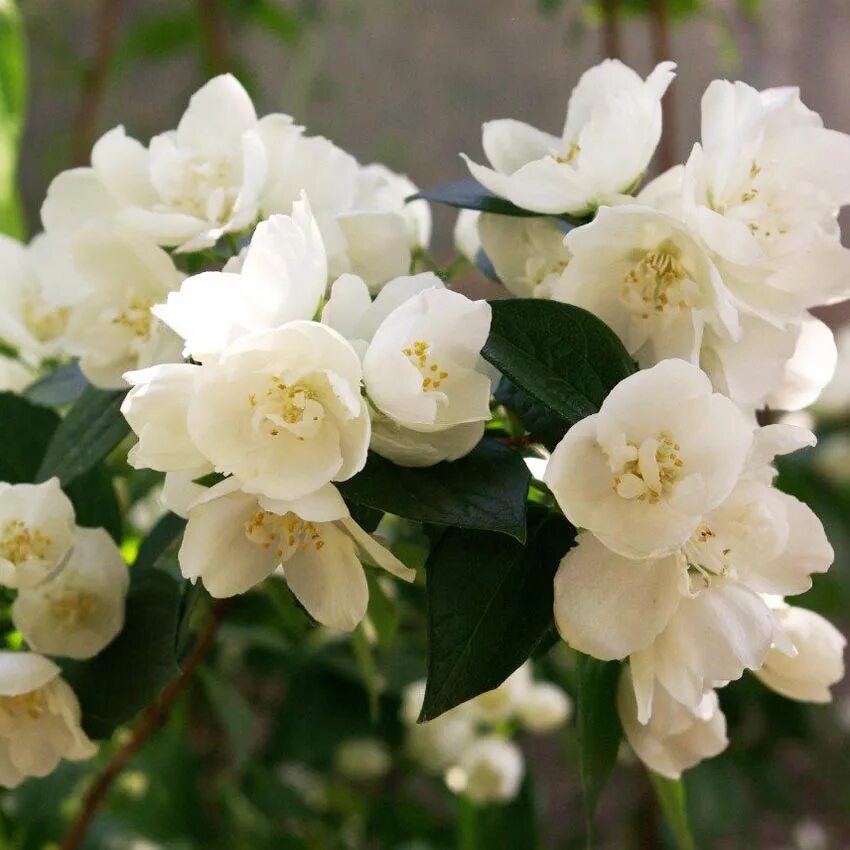 Чубушник "лаймстоун" ("алебастр"). Чубушник "лаймстоун" ("алебастр"). Чубушник 'alabaster'. Чубушник алебастр. Чубушник "лаймстоун" ("алебастр").