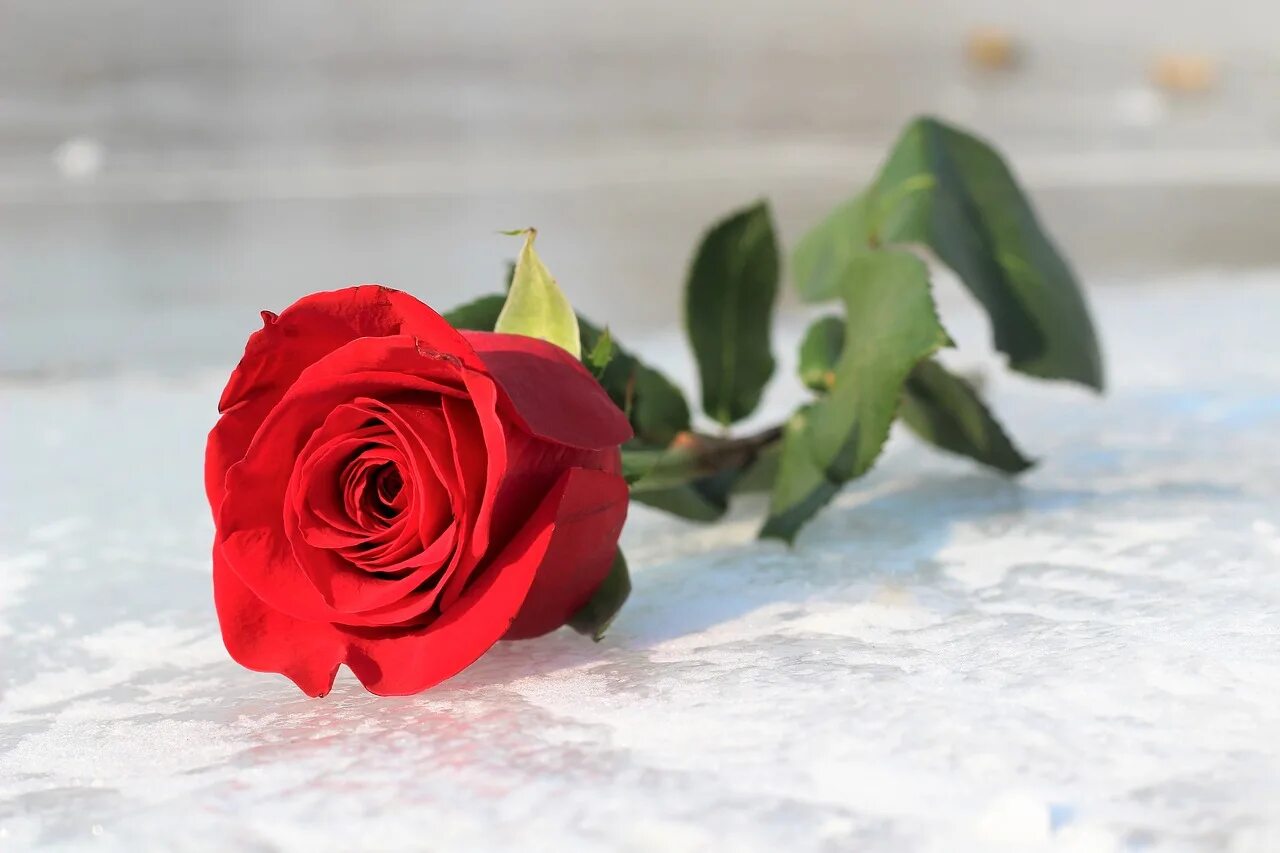 Красные цветы зимние розы. Одинокая роза. Роза во льду. Красная роза во льду. Розочка во льду.
