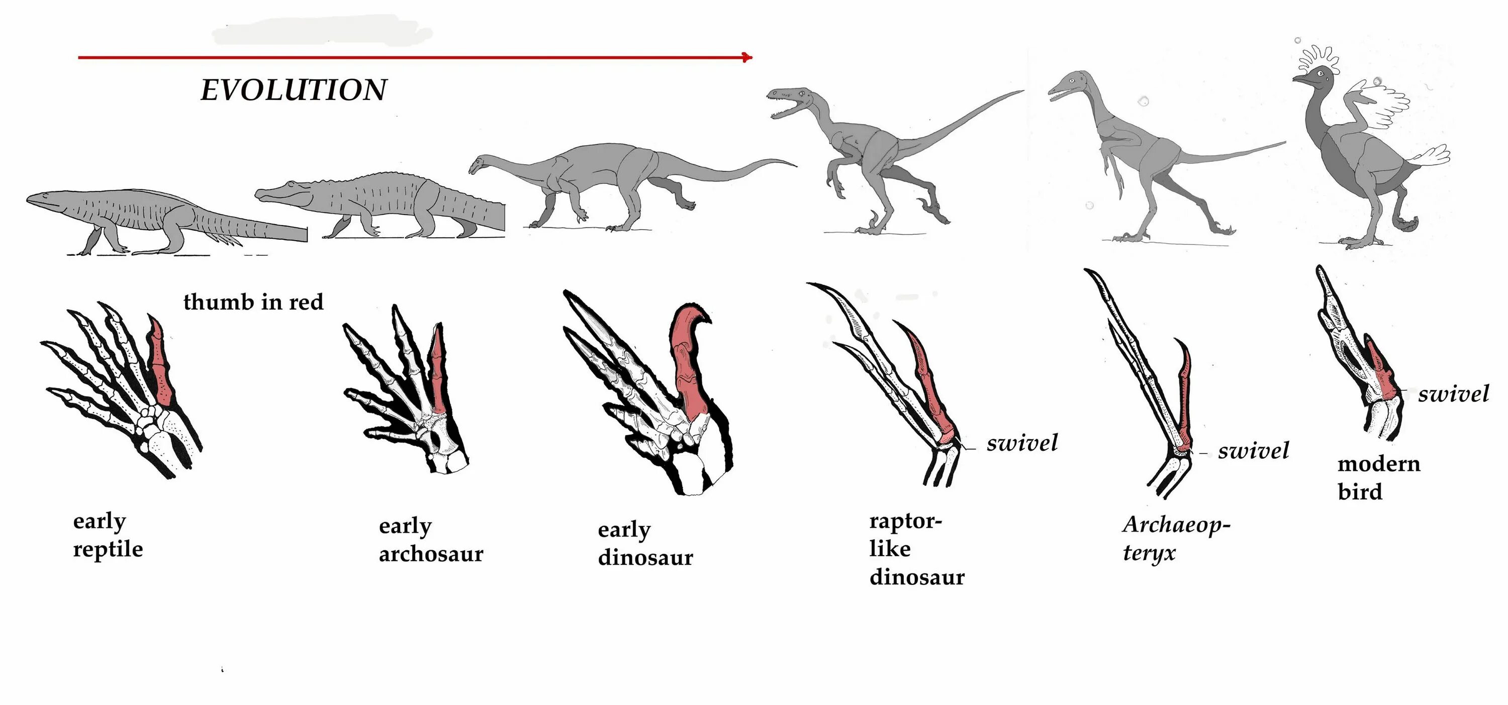 Динозавры развитие. Археоптерикс Эволюция птиц. Эволюция птиц от динозавров. Филогенетический ряд птиц. Эволюция крыльев птиц.
