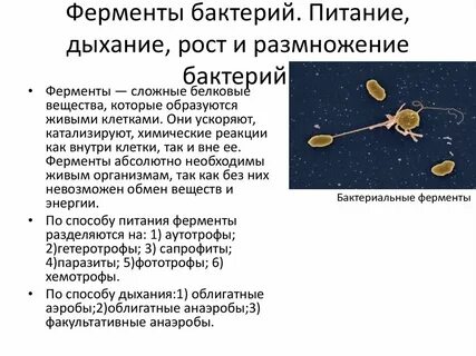 Дыхание рост