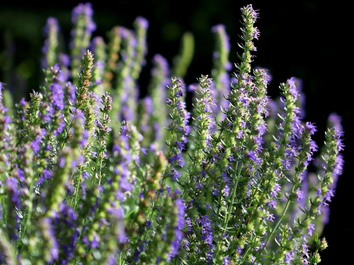 Иссоп лекарь. Иссоп лекарственный "caeruleus". Иссоп лекарственный (Hyssopus officinalis). Иссоп Hyssopus officinalis Hyssop. Пряное лекарственное