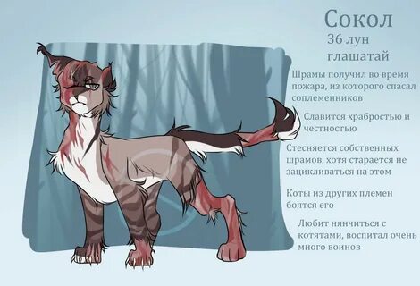 У кота перелом коты воители