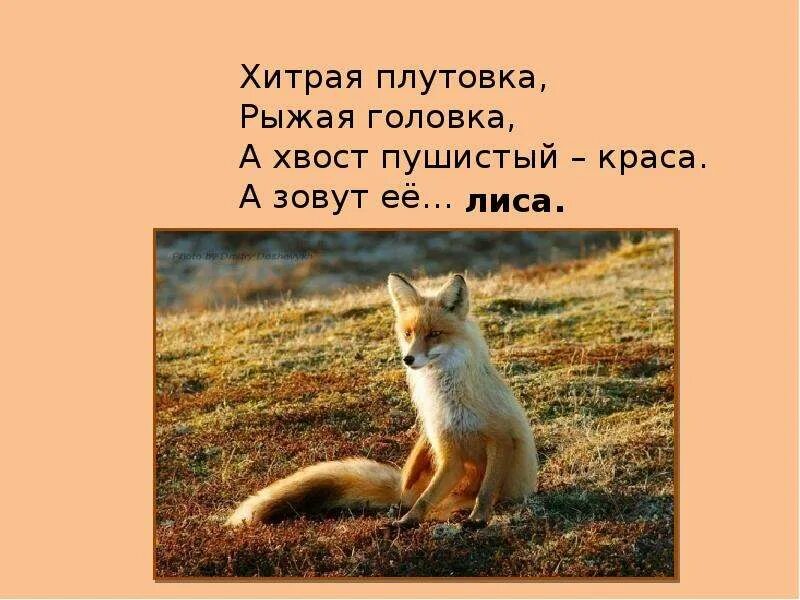 Хвост пушистый у нее нет в лесу. Хитрая плутовка. хитрая плутовка рыжая головка хвост пушистый краса а зовут её. лиса плутовка. хитрая плутовка рыжая головка.