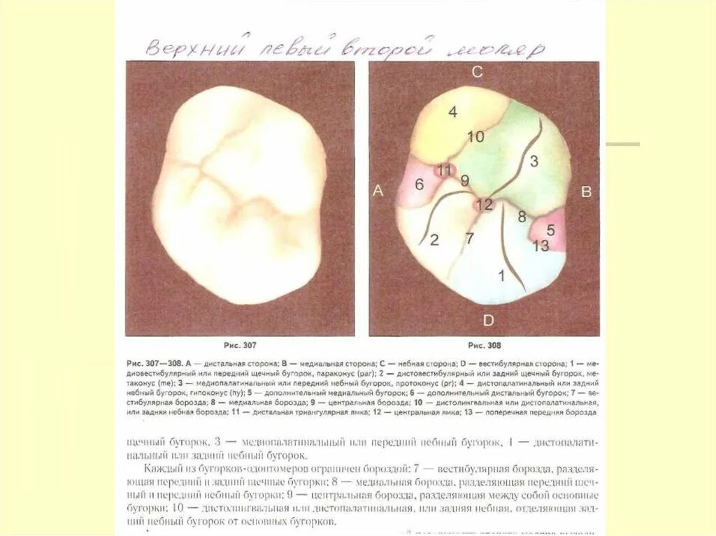 Небный бугорок. Медиально щечный бугор. добавочный бугорок карабелли. медиальный щечный бугорок верхнего.