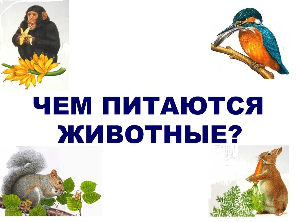 Питание разных животных
