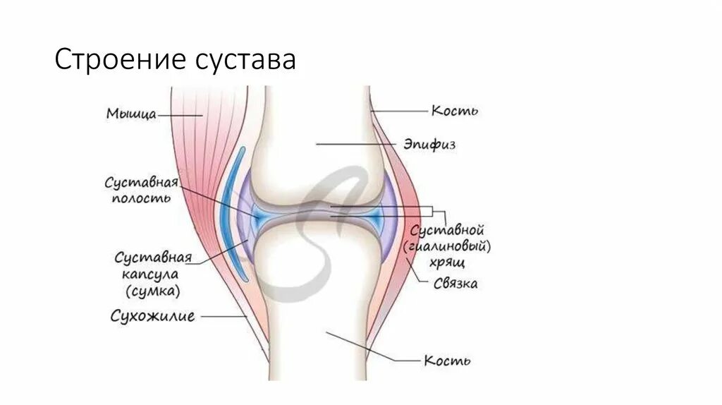 Сустав человека строение анатомия. Строение сустава. Суставы анатомия. Схема строения сустава. Строение сустава анатомия.