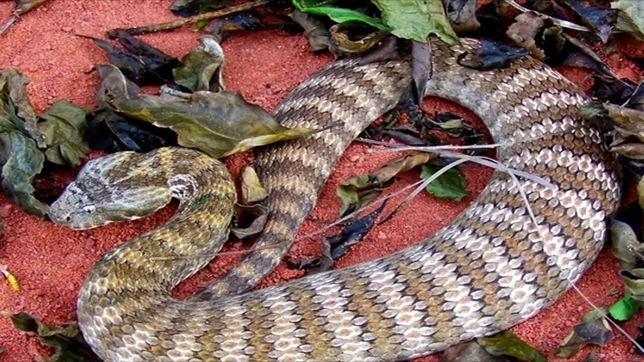 Самой ядовитой в мире змее. Краснобрюхий аспид. Австралийский прибрежный тайпан. Самой ядовитой в мире змее. Краснобрюхий полоз.