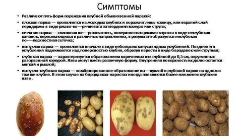 Болезни клубней картофеля описание