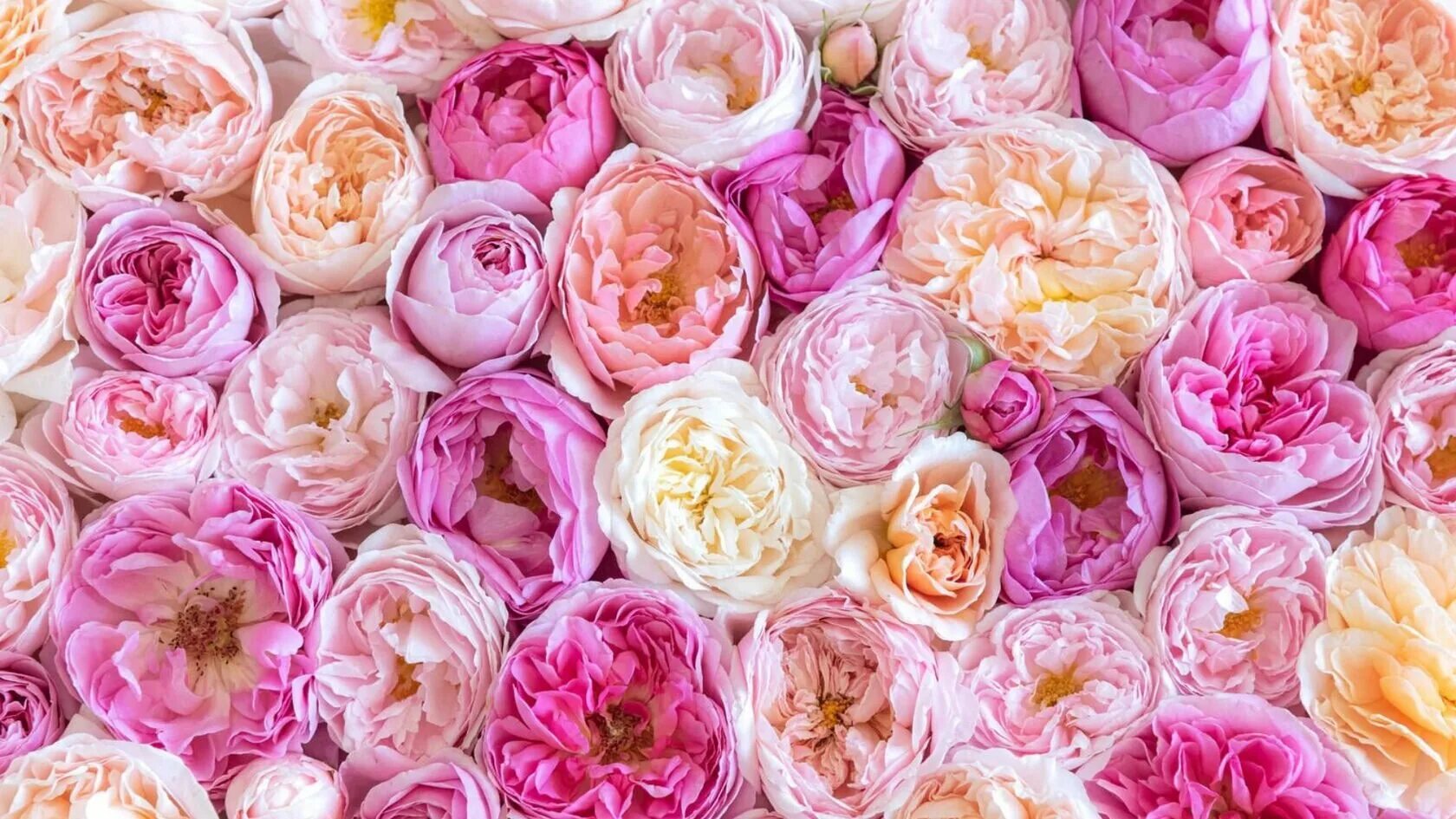 Фон розочки. Нежно розовые пионовидные розы. Камелия пионовидная.