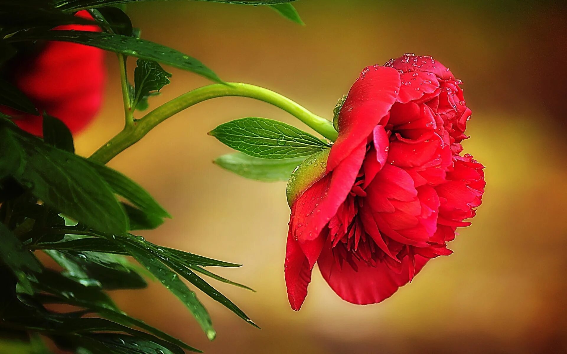 I a beautiful flower. Красный цветок. Прекрасные цветы. Пион красный. Обои на рабочий стол пионы.