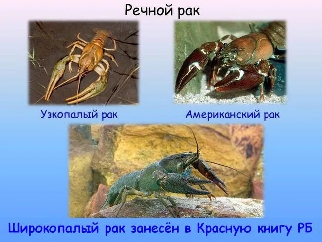 Разведение и выращивание ракообразных - презентация онлайн