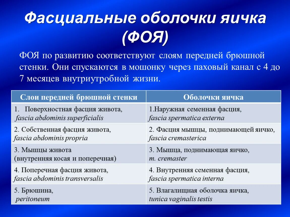 Оболочки яичка анатомия по порядку. Оболочки яичка. Строение оболочек яичка. Собственные оболочки яичка.