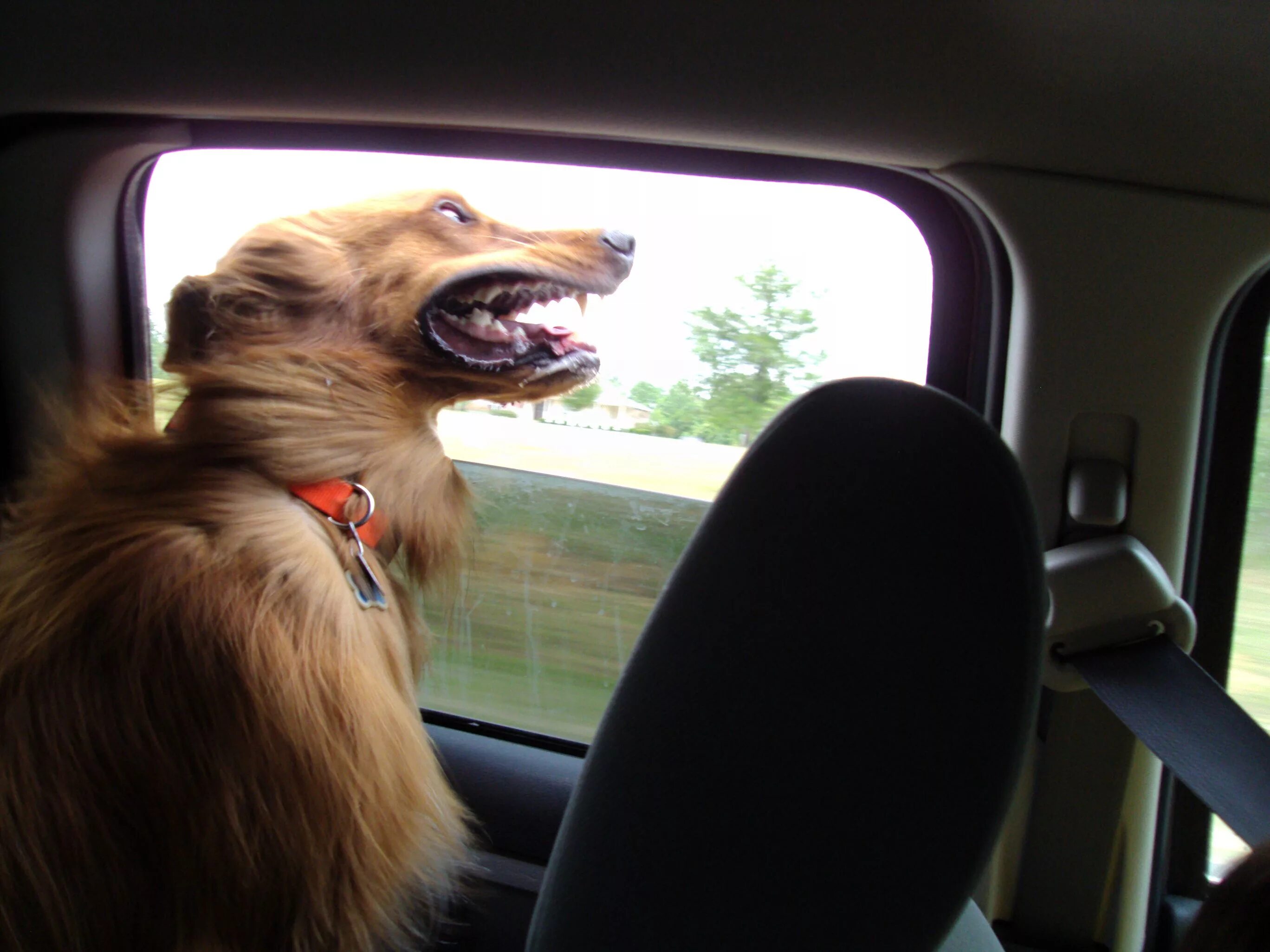Паршивый пес. Собака в машине. Собака в окне машины. Собака высовывается в окно машины. Собака выглядывает из окна автомобиля.