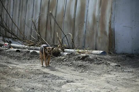 Аристократ отлов собак приморский край