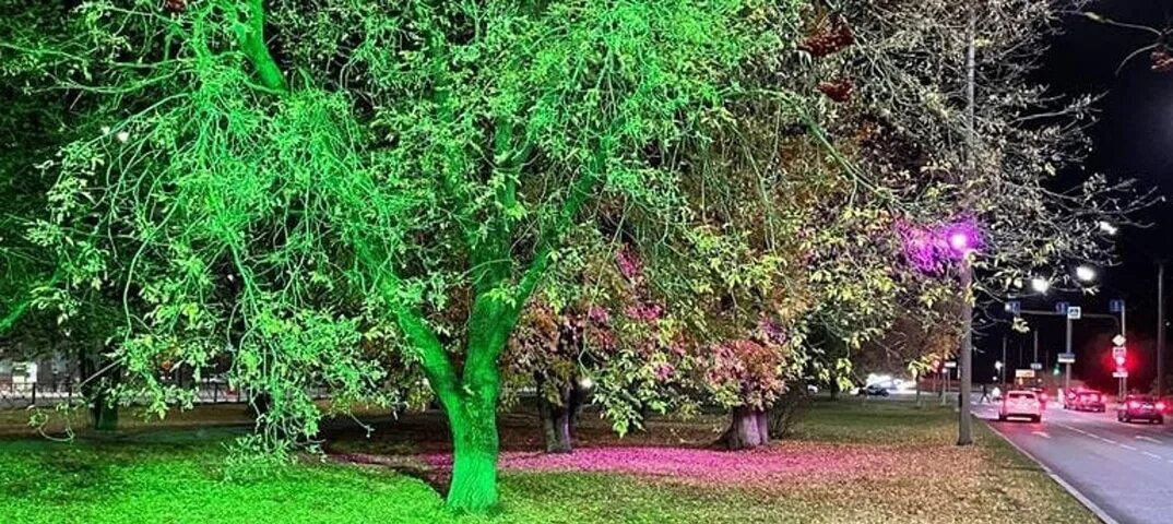 Деревья череповца. Деревья череповца