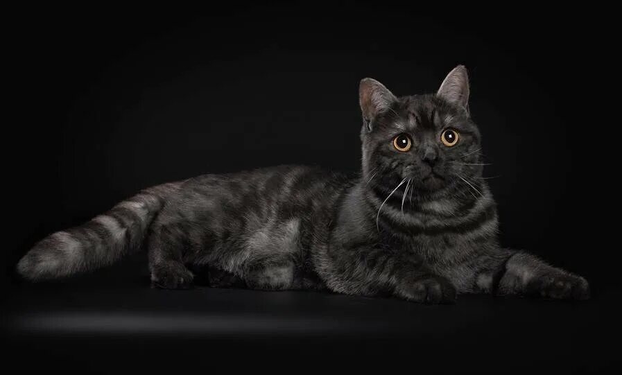 Породы кошек черно серого окраса. Кот британец дымчатый черный. Британец табби дымчатый. Шотландская прямоухая короткошерстная черная. Британский кот окрас чёрный Бым.