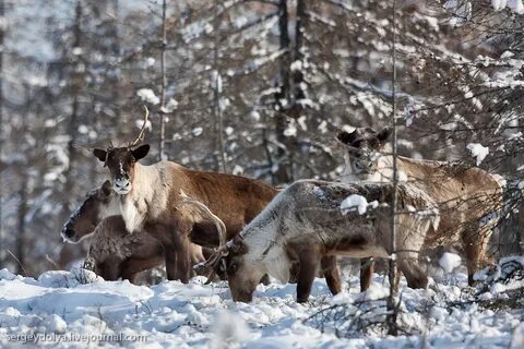 Северо западные животные