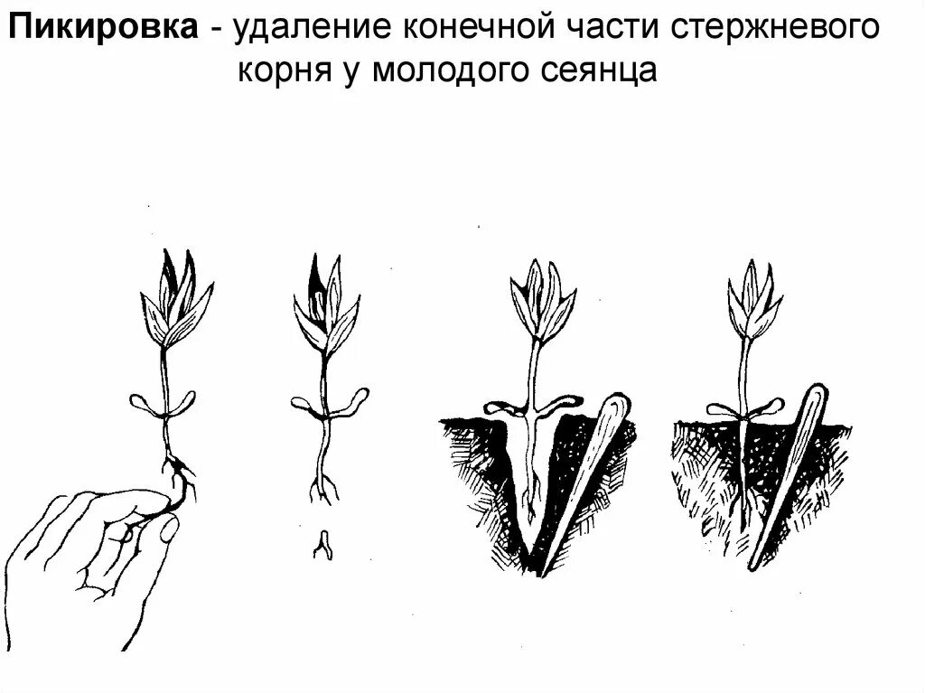 Удалить какой корень