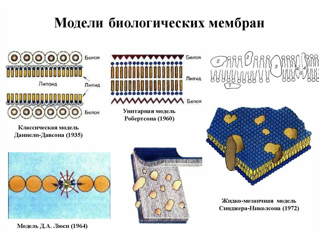 Модель биологической мембраны Робертсона. Модели строения биологических мембран. Модель строения клеточной мембраны. Модель сэндвича биологической мембраны. Организация биологических мембран