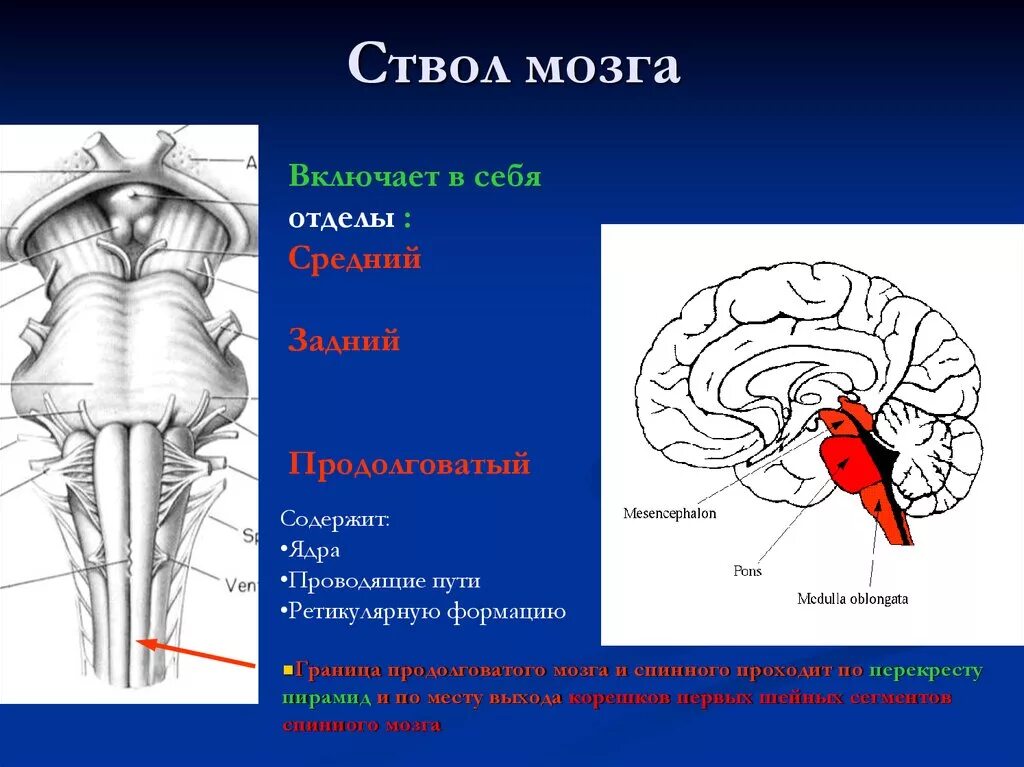 Головной мозг границы. Отделы ствола мозга анатомия. Головной мозг отделы ствола мозга. Функции отделов ствола головного мозга. Ростральные отделы ствола мозга.