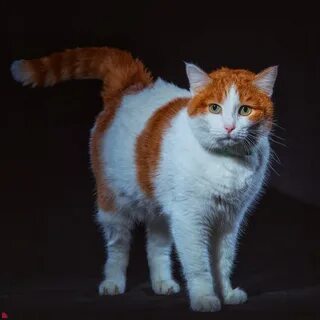 Котики стали