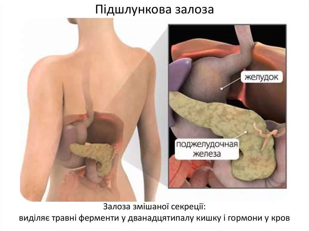 Селезенка и поджелудочная железа одно и тоже. Поджелудочная железа расположение в организме. Расположение поджелудочной железы у человека. Поджелудочная расположение у человека в организме.