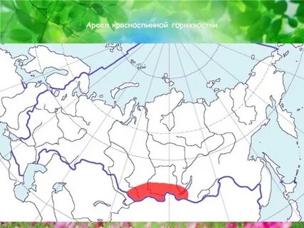Зона ареал
